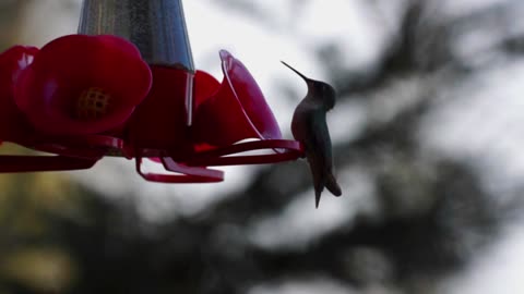 Hummingbird Goes Through Time Warp