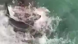 shark action