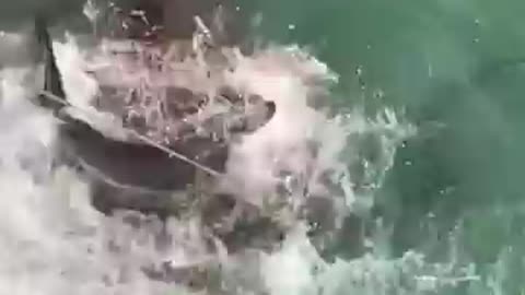 shark action