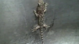 Gecko is caught in the sink, it seems to move its tongue a few times [Nature & Animals]