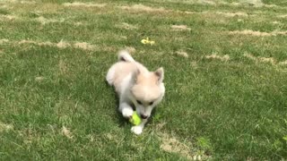 Puppy plays in grass for the first time