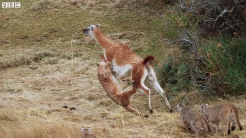 Puma takes on Guanaco 3 Times Her Weight | Seven Worlds, One Planet | BBC Earth