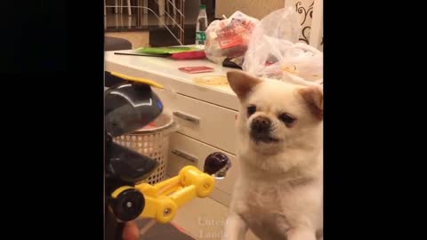 Angry Dog when his owner make fun