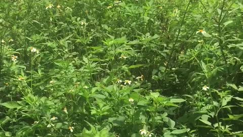 Wild chrysanthemum garden