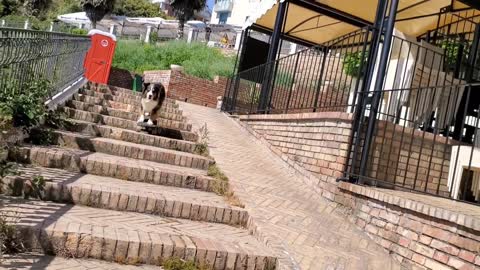 Dog Skates Down Stairs