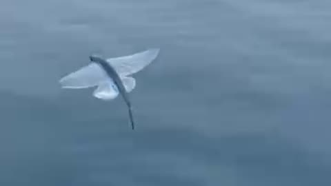 The flying fish of the oceans
