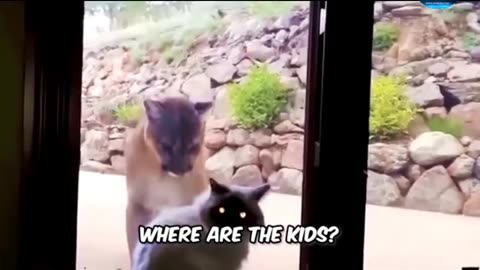 The lion was fooled by the cat funny amazing video full watch