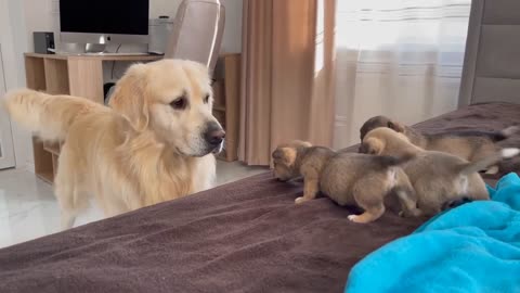 Golden Retriever Meets Puppies for the First Time.