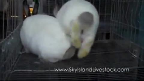 Successful Rabbit Breeding,How to Breed Rabbits In a Cage System
