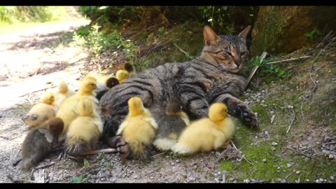 A kitten and a flock of ducklings were warming up