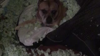 Dog Converts His Dog Bed into a Sleeping Bag