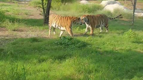 Tiger fun