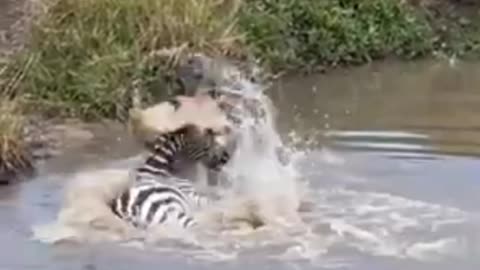 Lion Catches Zebra In Water