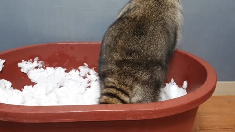 Raccoon plays with snow in the box.