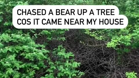 Brave pup incredibly scares bear up a tree