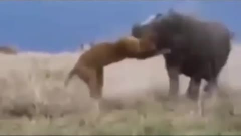 Hippos fight Lions