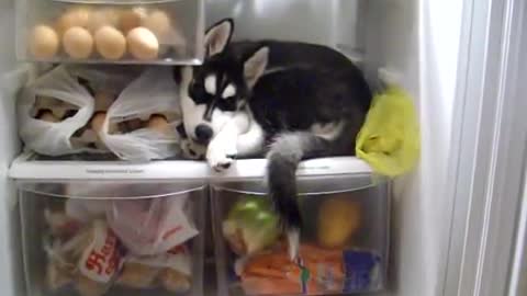 what she found in the fridge is just amazing