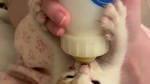 Precious Little Kitten Is Drinking Milk Like Human Baby In This Family