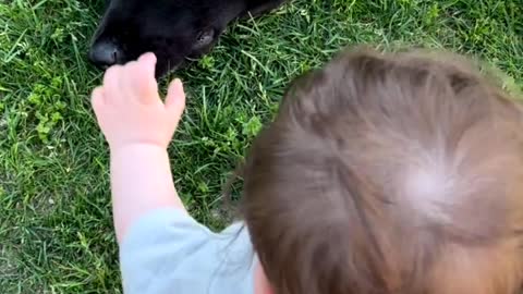 Baby play with dog