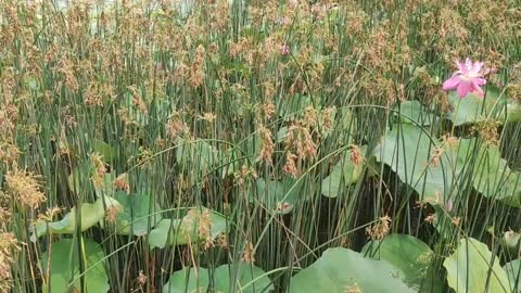 The reeds by the river are dense and vigorous