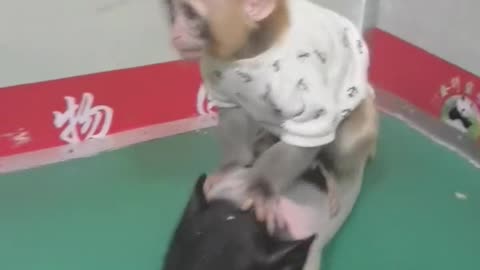 Little monkey bullying piggy