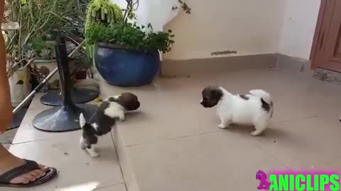 Funniest Cats and Dogs Awesome Funny Pet Videos