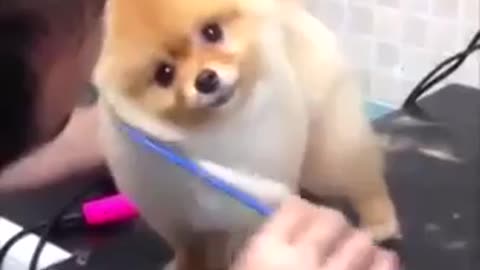 Video de perrito en peluquería