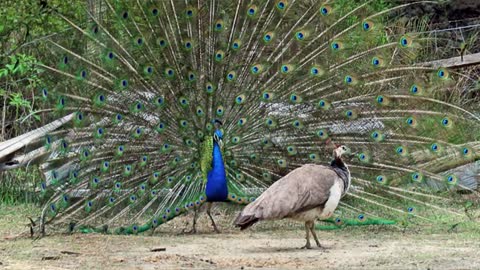 Peacock - This should really be pea'fowl' facts... - Animal Story