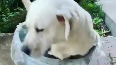 Dog Named Duke Takes a Cute Bath