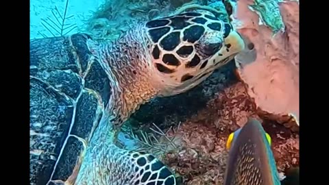 Sea turtle eating a sponge in the Cayman Islands