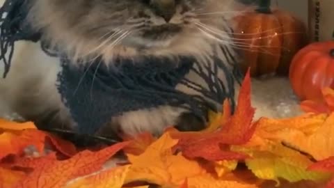 Pumpkin fall cat hates his life