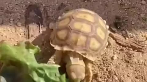 Tortoise Care Guide in Under A Minute