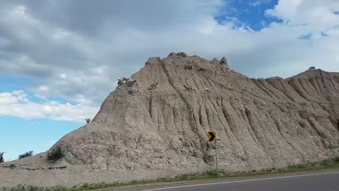 Badlands National Park Big Horned Sheep