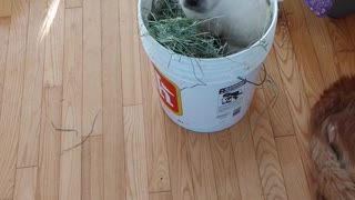 Bunny Brave in the hay bucket
