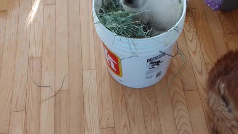 Bunny Brave in the hay bucket