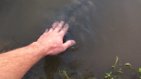 Wild Catfish Loves To Be Petted By Human