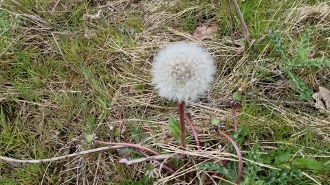 Dandelion Parachute Ball In North Wales