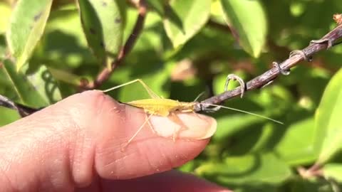 Narrow winged tree cricket