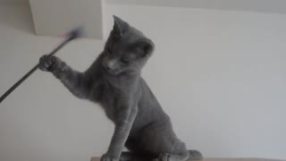 Nina the Russian Blue Cat and Alexandar