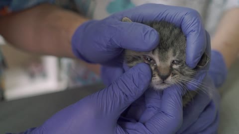 Two veterinarians inspect a small kitten together