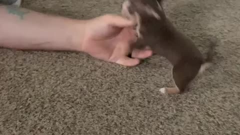 Vicious Puppy Attacks Owner