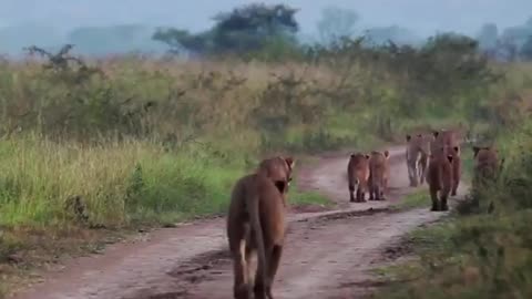 Lions walking in the Park