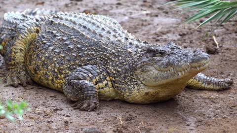 crocodile resting at national park