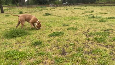 German Shepherd Attacks Pitbull OFF LEASH DOG PARK