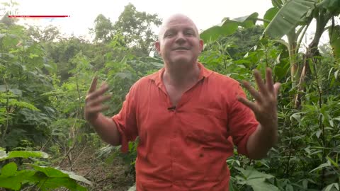 This is an incredible natural food forest grown in Auroville, tamil Nadu, India