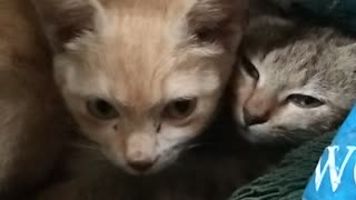Mother Cat and kitten went inside the sack