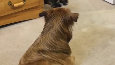 Big dog's sudden movement startles tiny kitten