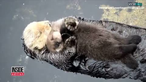 Newborn Sea Otter Pup Snuggles Up With Mom While Floating