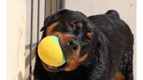 How To Train A Rottweiler - Learn How To Train A Rottweiler Dog