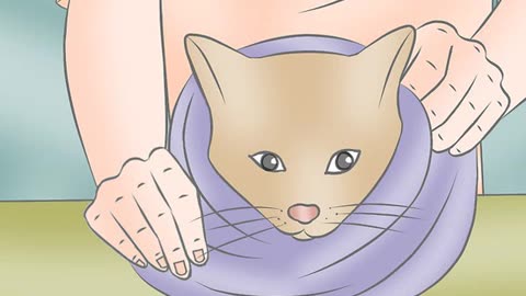 How to Wrap a Cat